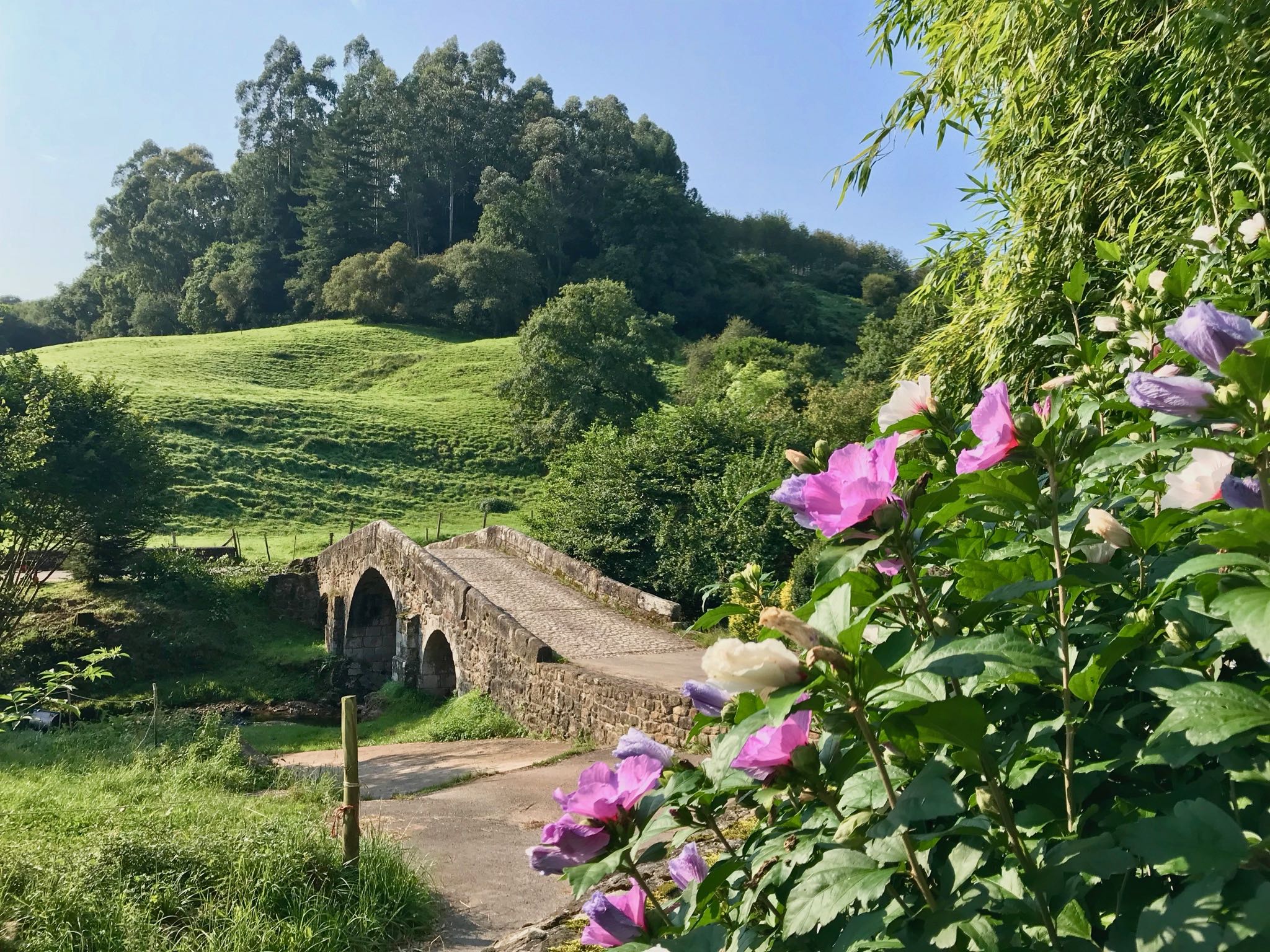 Vista puente y flores